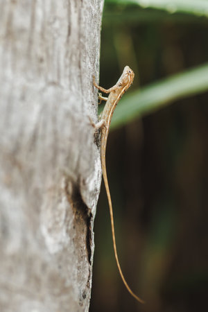 Close-Up of Oriental Garden Lizard Resting on Tree in Tropical Habitatの写真素材
