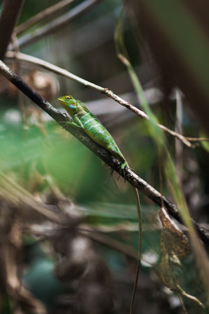 Vibrant Common Green Forest Lizard on a Branch in Sri Lanka