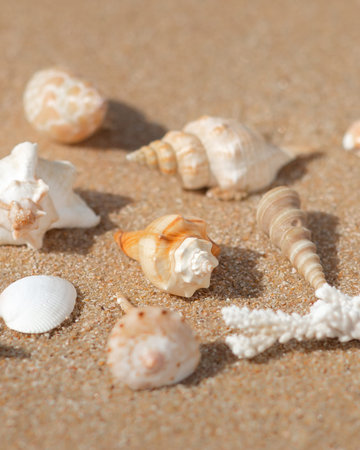 Assorted Seashells on Golden Sand Beach Close Up