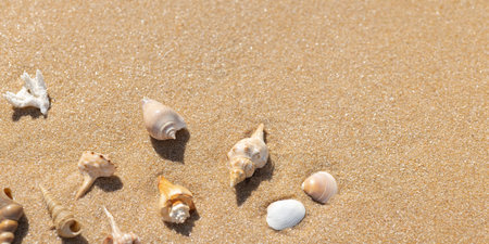Seashells on Golden Sand Beach Flat Lay with Copy Space