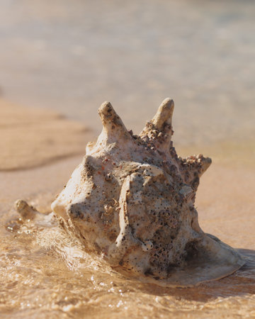 Seashell In Shallow Sea Water On Golden Sand, Exotic Vacation Mood