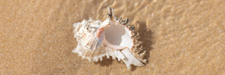 Spiny Murex Shell On Wet Beach Sand With Surf Ripples, Natural Close Up