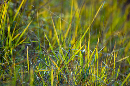 Grassの写真素材