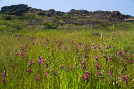 Steppeの写真素材