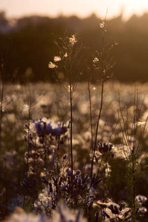 Grass