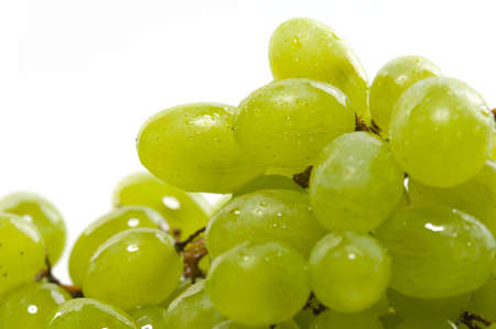 The vine is on a white background