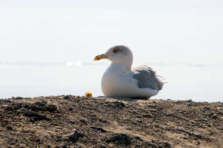 gull sitting on the beachの写真素材