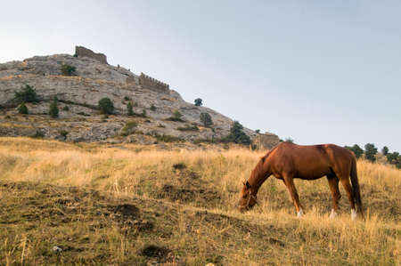 horse in the field and the wall of an ancient castleの写真素材
