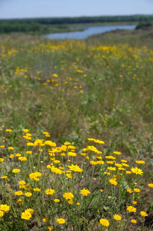 meadow of yellow flowers in summerの写真素材