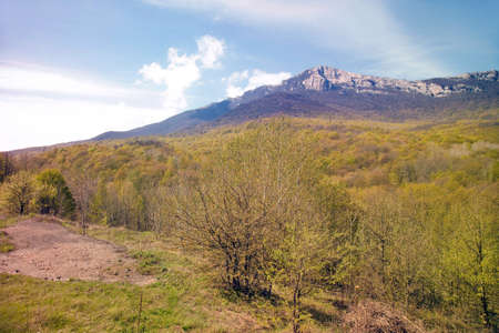 mountains and forests with lots of trees and vegetationの写真素材