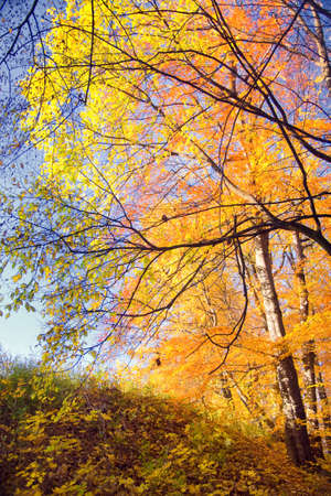 forest landscape in autumn with yellow leaves on the trees