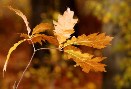 Close up of oak tree in autumn colorsの写真素材
