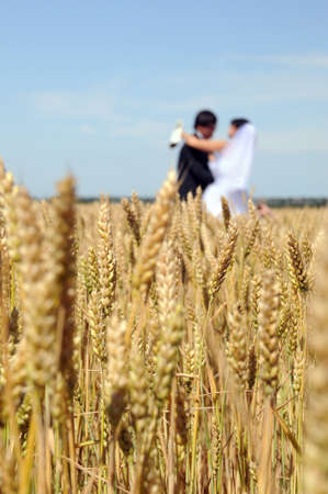 wedding couple against blue sky among rye field symbolizing fertilityの写真素材