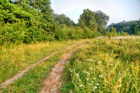 Summer beautiful path through a forest in the morning