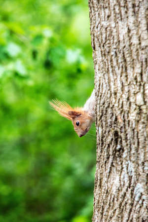 A red squirrel perched in a tree eating a walnut.