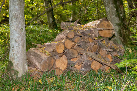 Harvested pile of firewood in the forest