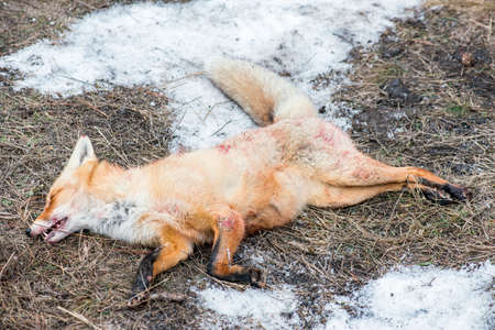 Dead foxes after the hunt in the woods on the groundの写真素材