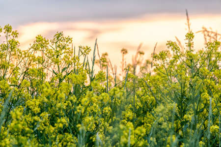 Yellow - green wildflowers. Euphorbia esula, commonly known as green spurge, leafy spurge, spurge, wolf's milk or wolf's-milk.の写真素材