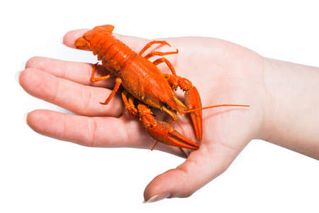 delicious boiled cancer in hand on a white backgroundの写真素材