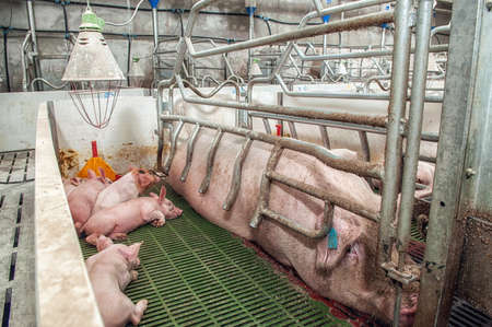 Pork plant with very large pigs in special stalls