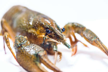 Live crayfish close up on a white background.の写真素材