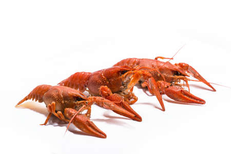 Fresh boiled crawfish on white isolated background