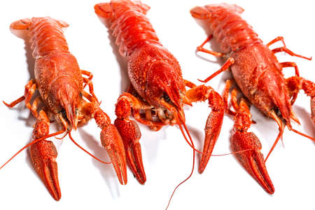Fresh boiled crawfish on white isolated backgroundの写真素材