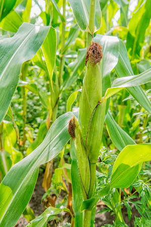an agricultural field, which is growing young green corn. immature corn