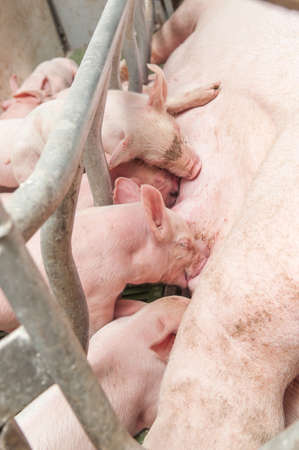 Little piglets suckling their mother at the pig factoryの写真素材
