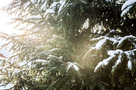 Nature in winter. Winter forest landscape with snow in cold weather Karelia, Russia.