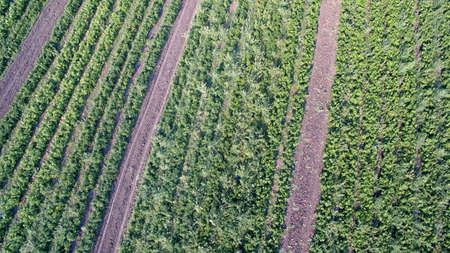 How vegetables grow on the field. Tomatoes, zucchini, cucumbers, aubergines, potatoes grow in the fields. Agronomic Agricultureの写真素材
