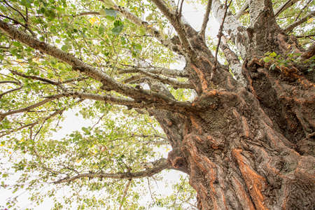 Old aspen tree trunk, roots and branches