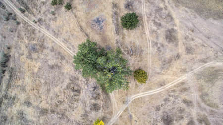 Old aspen tree trunk, roots and branchesの写真素材