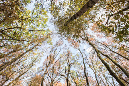 Autumn deciduous forest. City Park. Stavropol. Caucasus.