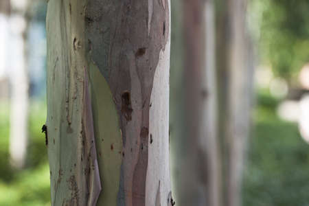 Eucalyptus tree