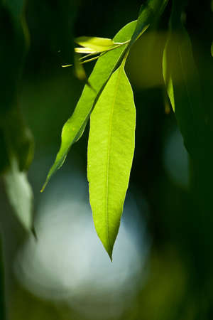 Eucalyptus treeの写真素材
