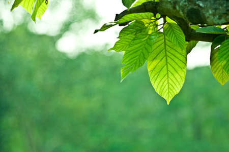natural green background
