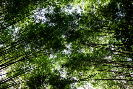 Bamboo grove