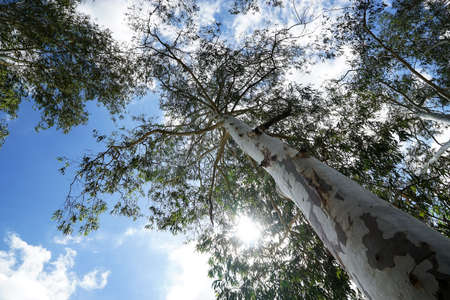 Close up eucalyptus tree at forest background, eucalyptus forest for paper industry.の写真素材