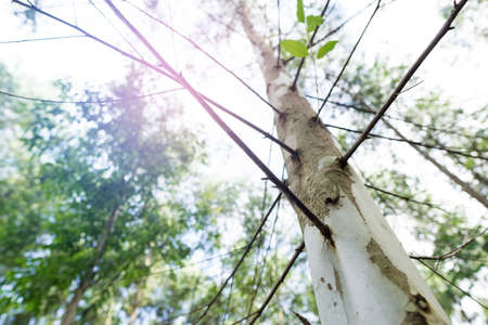 Close up eucalyptus tree at forest background, eucalyptus forest for paper industry.