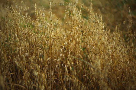 Yellow background on the field