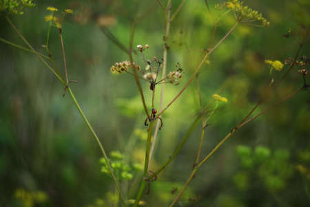 Green background flowers with ladybugの写真素材