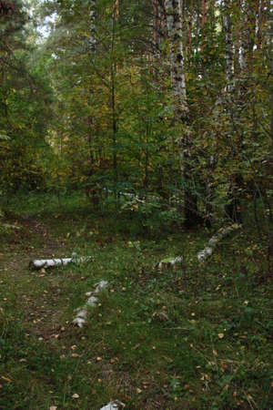 Trees green backgroundの写真素材