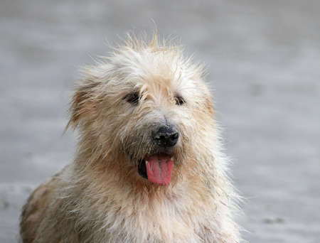 Dirty dogの写真素材