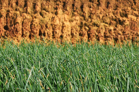 Half the frame is lush green grass and dry desert sand の写真素材