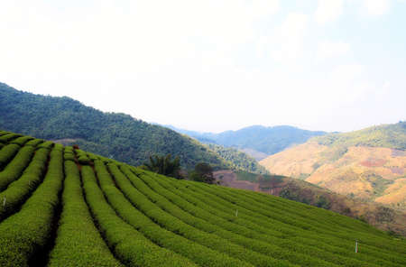 Tea plantation view in Chiang Rai,Thailand 