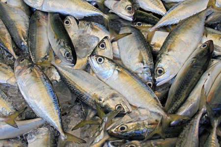 Fresh fish Mackerel on ice in the fresh market, Fresh thai mackerel fishの写真素材
