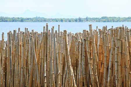 Bamboo barrier for protect the beach, Thailand, Bamboo Patternの写真素材