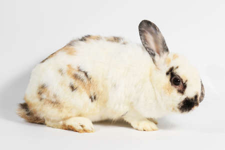 Black and white rabbit.の写真素材