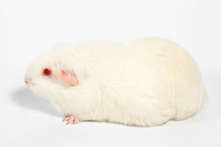 Rabbit and white guinea pig, Rabbit and friend, Rodent family.の写真素材